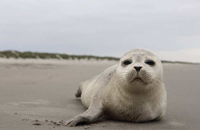 A seal