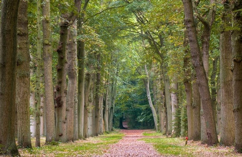 Wandelen bos