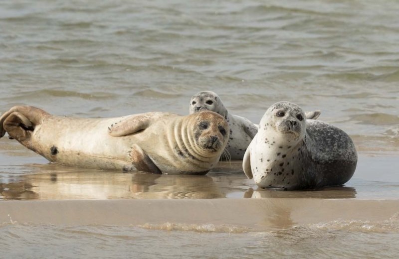 Zeehondjes bij vakantiehuis in hellevoetsluis